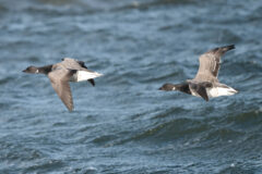 Small image of Two brants fly over rough waters, their gray wings outstretched and their patches of white throat feathers visible on the underside of their necks.