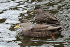 Small image of A male and female American black duck, set apart by the color of their bills, swim in a body of water.