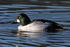 Small image of A male goldeneye swims in a body of water. Its eyes are yellow and water droplets dot its back.