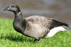 Small image of A brant stands in green grass with its black head and neck leaning slightly forward.