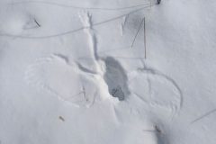 Small image of The imprint of a barred owl's body, wings and tail are seen from above in a patch of smooth white snow.