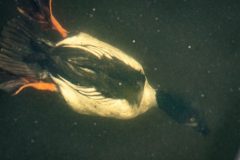 Small image of An underwater view of a male goldeneye diving for food, its wings tucked into its body and its orange feet pointed straight back.