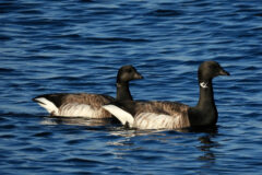 Small image of Two brants swim through a blue body of water, their black heads and necks held straight up.