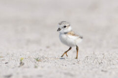 Small image of A tiny piping plover chick walks on a white sand beach. It is mostly white with dark beak, legs, and eyes, and its back and the top of its head are light gray and tan.