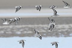 Small image of A dozen sanderlines fly just above the water.