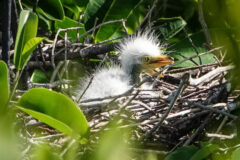 Small image of A fluffy, white great egret chick in a stick nest.