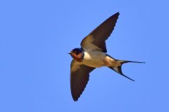 Small image of A barn swallow flies through a clear blue sky, its deeply forked tail feathers clearly visible.