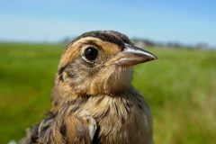 Small image of Juvenile saltmarsh sparrow with large black eyes.