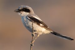 Small image of A profile view of a loggerhead shrike, perched on a thin branch.