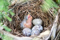 Small image of A nest with four speckled eggs and a young hatchling, slightly fluffy on its back but bare and pinkish yellow on the underside, with tiny wing stubs. It has its beak open and its eyes closed.