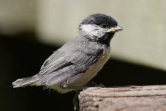 Small image of A young Carolina chickadee perches on a piece of wood, its bill large and out of proportion to the size of its head.