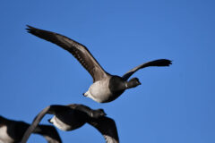 Small image of Three brants fly through a blue sky toward the camera, their gray wings outstretched and their patches of white throat feathers visible on the underside of their necks.