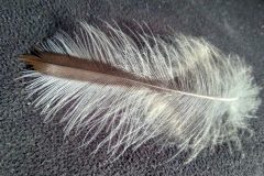 Small image of A close-up view of a single barred owl feather, white with a brown streak running down the center.