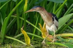 Small image of A least bittern perches on the thick stem of a marsh plant.