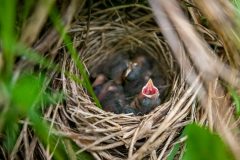 Small image of Juvenile song sparrows sit in a nest.