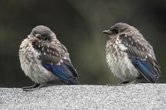 Small image of Two young, fluffy eastern bluebirds perch on a stone wall, their bills large and out of proportion to the size of thier heads.