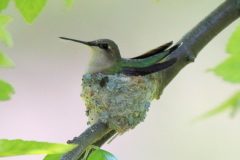 Small image of A female rub-throated hummingbird sits on a nest in a tree.