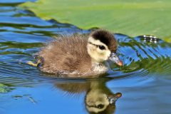 Small image of A wood duck chick sits in the water.