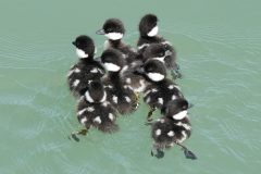 Small image of A group of eight fledgling goldeneyes swim closely together, their black and white feathers still fuzzy.