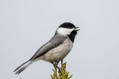 Small image of A Carolina chickadee perches at the top of an evergreen, its small black beak open in song.