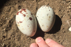 Small image of Someone's fingertips have been placed on the ground next to two black vulture eggs, showing that each speckled egg is about 3 inches long.