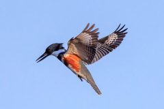 Small image of A female belted kingfisher hovers over the water, its characteristic brown feathers visible beneath its outstretched wing.