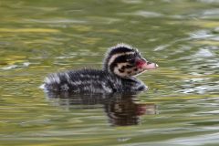 Small image of A horned grebe chick, small and fluffy with black and white stripes overall and spots on its face. Its bill is white with black markings and there is a red area of skin between its dark eyes and the base of its bill.