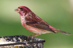 Small image of Reddish-colored purple finch perched on a wire mesh container of birdseed with a blurry green background