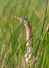 Small image of A least bittern among marsh grasses, stretching its neck and matching the vertical stripe to the direction of the grasses.