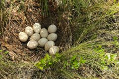 Small image of Several white eggs with dark spots in a nest.