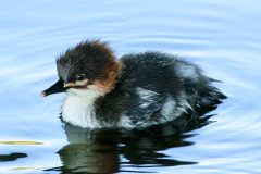 Small image of Juvenile red-breasted mergansers with mostly black body moves through a body of water.