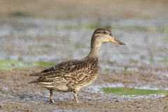 Small image of A female green-winged teal standing on wet, marshy ground. With its wings folded, the green wing patches are not visible. Its bill is black in the center and orange at the edge.