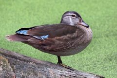 Small image of Juvenile wood duck sits on a log in the grass. The juvenile has mostly brown feathers with streaks of blue at the tips of its wings.