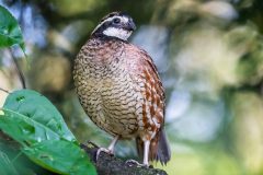 Small image of A male northern bobwhite perched on a thick branch.