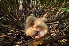 Small image of A group of young least bittern chicks, fluffy and pale yellowish tan, huddle together in a nest of dried grasses and plant stalks.