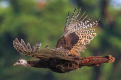 Small image of Wild turkey flies through the air.