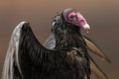 Small image of Close up of a turkey vulture's face.