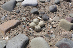 Small image of Four piping plover eggs rest on a rocky beach.