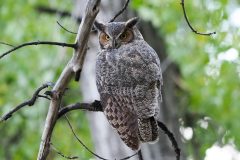 Small image of A great horned owl, perched in the leafless branches of a tree.