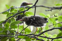 Small image of Two juvenile green herons, with brown feathers but the fluffiness of down, perch together in the branches of a leafy tree.