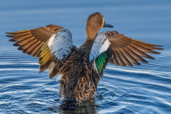 Small image of A blue-winged teal opens its wings while swimming in a body of water, its distinctive blue shoulder patches visible on the front of its wings.