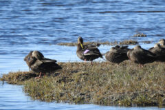 Small image of A group of American black ducks rests on a muddy patch of marsh, with some birds preening their dusky brown feathers and others standing with their heads tucked under their wings.