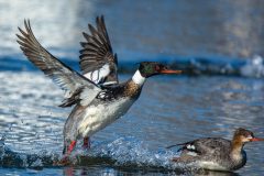 Small image of A male red-breasted merganser lands in the water near a female, his wings stretched behind him.