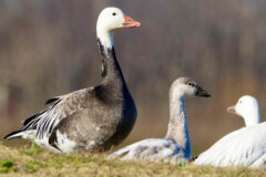 Small image of A male and two female snow geese sit in a field.