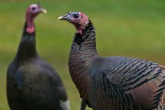 Small image of Male and female wild turkey in a field.