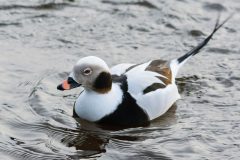 Small image of A male long-tailed duck swims. Its eyes are reddish brown and it is mostly white and light gray, except for a dark patch around its cheek, part of its wings, and a band around its chest.