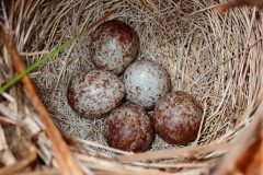 Small image of Five song sparrow eggs with speckled red sit in a nest.