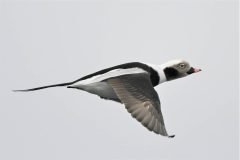 Small image of A male long-tailed duck in flight. Its feet are tucked up so that they're barely visible and its long tail points out behind it.