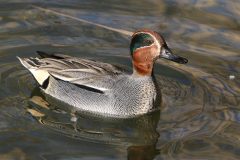 Small image of A male green-winged teal swims in a body of water. The view emphasizes the pattern of black and white arcs on the side feathers as well as the tan feathers spotted with black at the teal's front. Its bill is black.