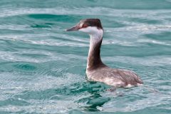 Small image of A horned grebe swimming outside of mating season. The only rust-colored area besides the eye is a small stripe between the eye and bill. The feathers are white, black, and gray.